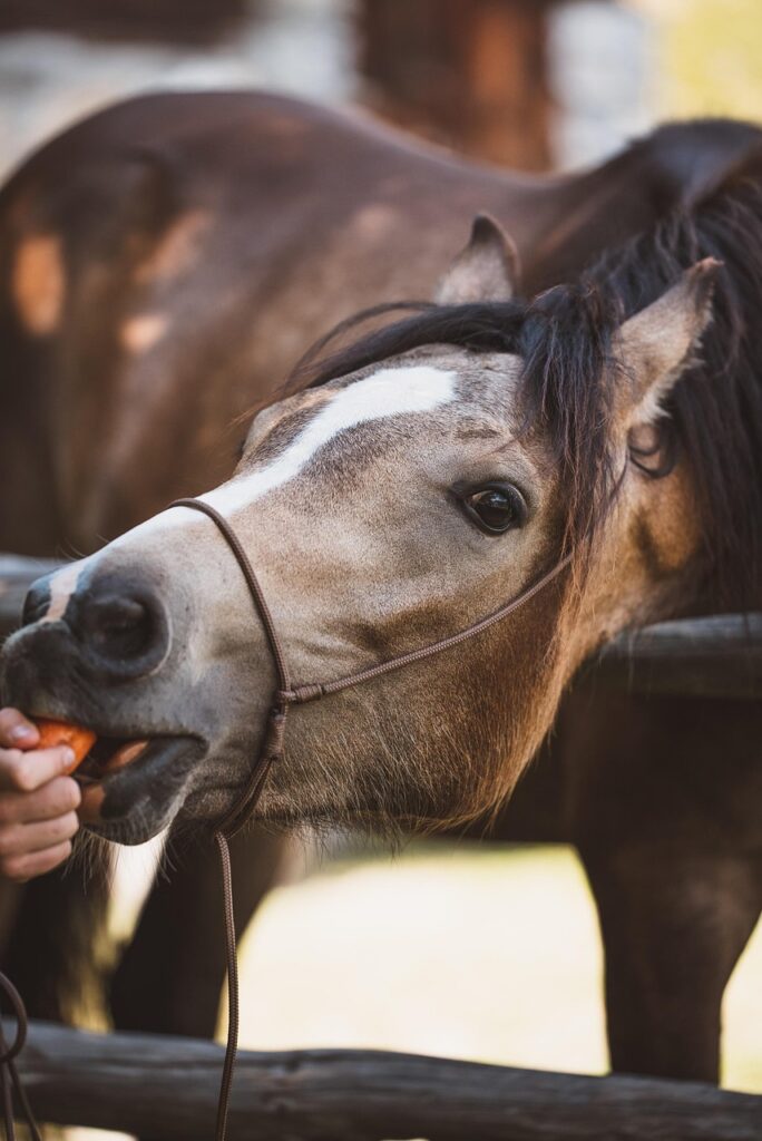 g81f08e562d19af7769de0e638c7c86ebd8853dc21d6e2858ba7e561499e5dbfcadc11ad64a9e3e2962797cd19bf0c6902fe48fabd284bf0c602e1d58e2a9c1e9 1280 6514270 horse, feeding, animal, foal, pony, dun, mare, blaze, mammal, nature, yearling