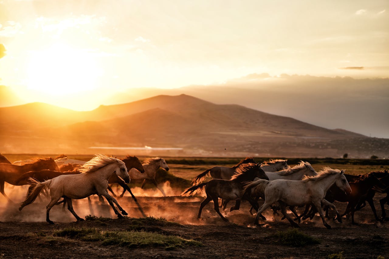 services-03 A herd of wild horses galloping dramatically across the dusty plains during a vibrant sunset.